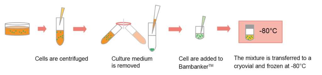 Bambanker - Cell Freezing Medium | NIPPON Genetics EUROPE