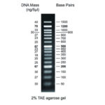 Image for FastGene 50 bp DNA Marker