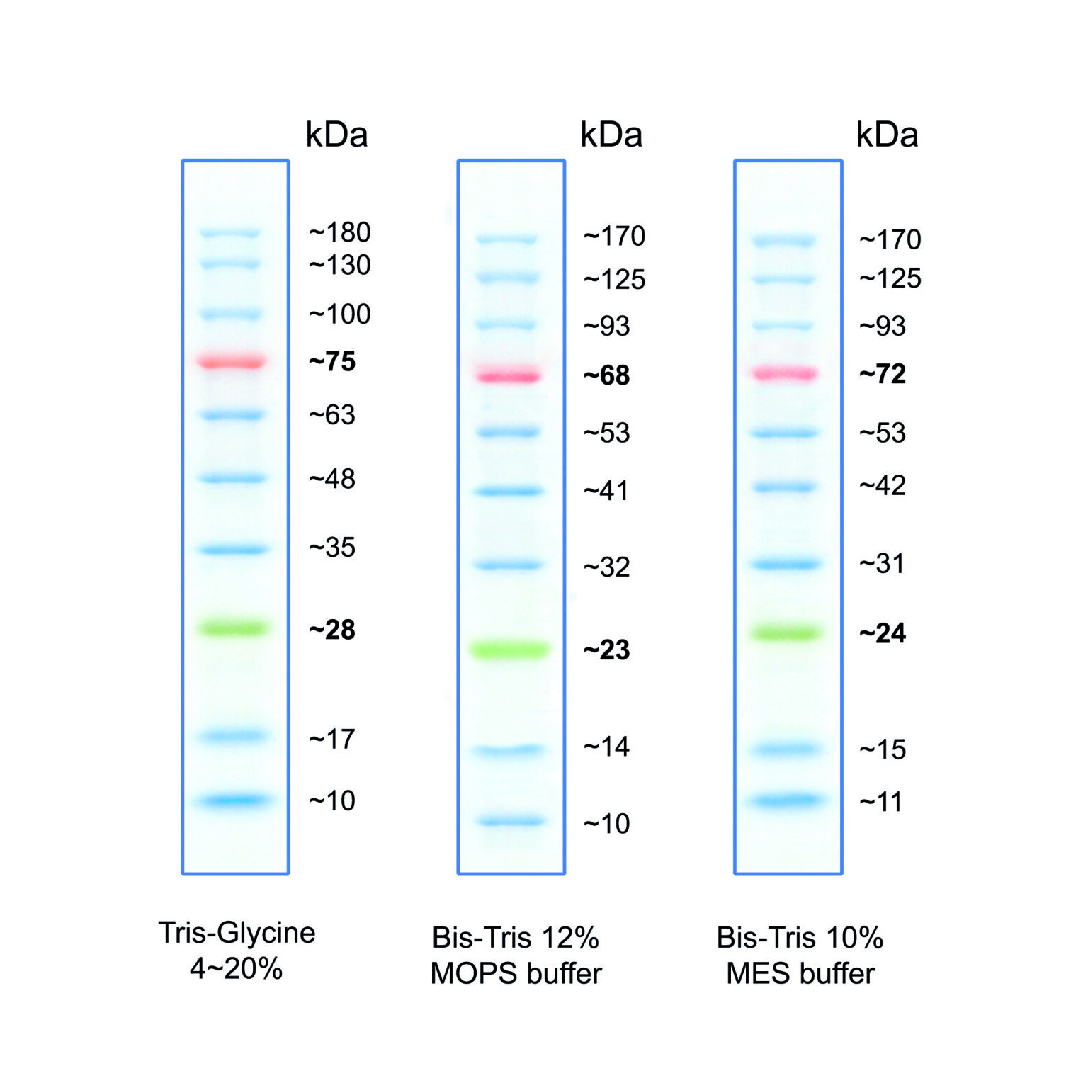 bluestar-prestained-protein-marker-nippon-genetics-europe