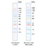 Image for BlueEasy Prestained Protein Marker