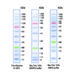 Image for BlueStar Plus Prestained Protein Marker