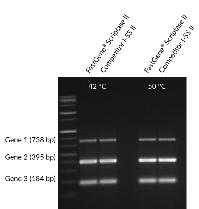 Fastgene Scriptase Ii Nippon Genetics Europe