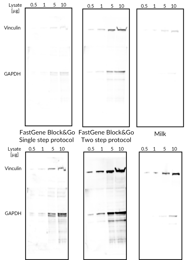 Fastgene Block And Go Nippon Genetics Europe